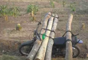 Kasus ilegal Loging Masih Marak Terjadi Di Pati