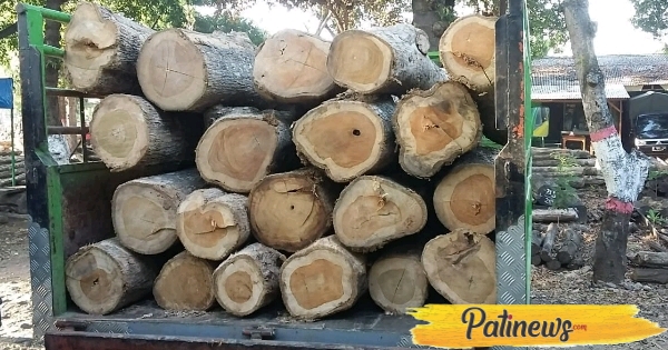 Angkut Kayu Jati dari Hutan Tanpa Dokumen, Pengemudi Berusaha Melarikan Diri