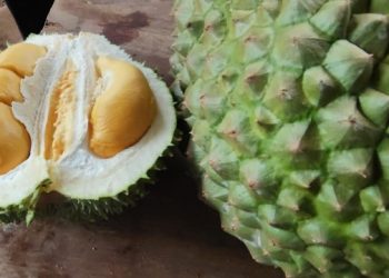 GW Farm Gunungwungkal Pati, Penghasil Durian Bawor dan Duri Hitam Berkualitas Tinggi