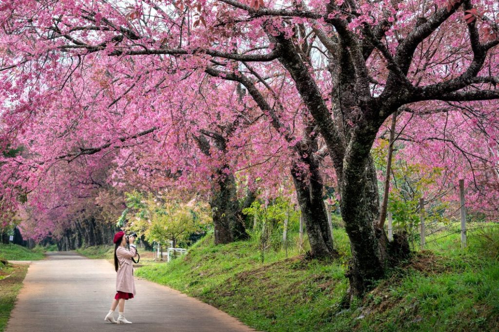 Taman Bunga Ashikaga, Jepang (Sumber: Freepik.com)