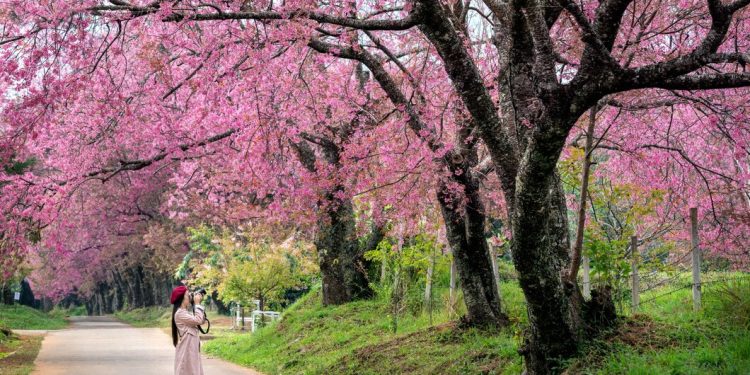 Taman Bunga Ashikaga, Jepang (Sumber: Freepik.com)