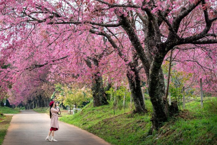 Taman Bunga Ashikaga, Jepang (Sumber: Freepik.com)