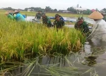 Ratusan Padi Siap Panen di Pati Terendam Banjir