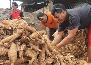 Harga Singkong Anjlok, Hasbulan Minta Tapioka Masuk Resi Gudang