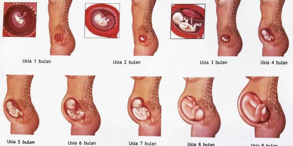 Ciri Ciri Hamil Muda Satu Minggu Pertama