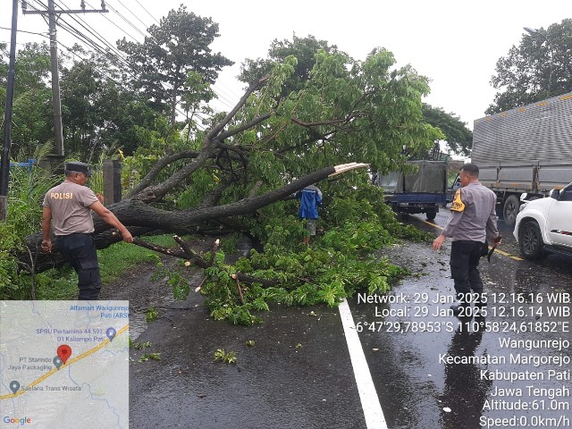 Quick Respons Cegah Kemacetan, Polsek Margorejo Evakuasi Pohon Tumbang Melintang di Jalan Pantura