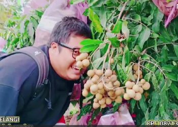 Petik Kelengkeng di Sumber Pelangi Soneyan Margoyoso