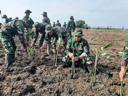 Kodim Pati Tanam 3000 Bibit Mangrove Di Pantai Desa Bulumanis Kidul Margoyoso