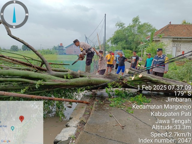Sigap dan Cepat! Polsek Margorejo Evakuasi Pohon Tumbang di Desa Jimbaran