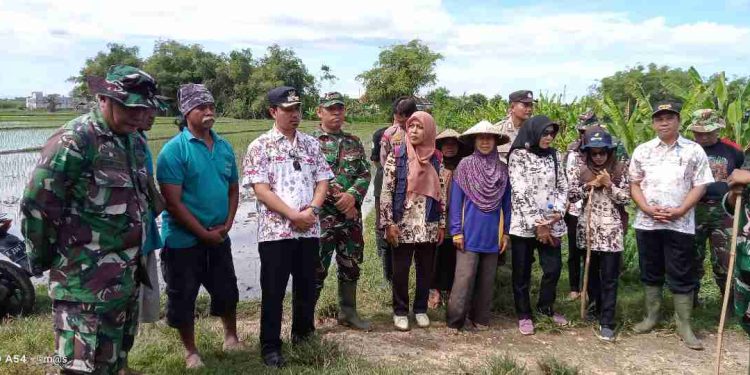 Minimalisir Hama Tikus Dengan Metode Gropyokan