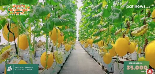 Wusifa Lambangan Farm Gelar Wisata Petik Melon, Gratis HTM