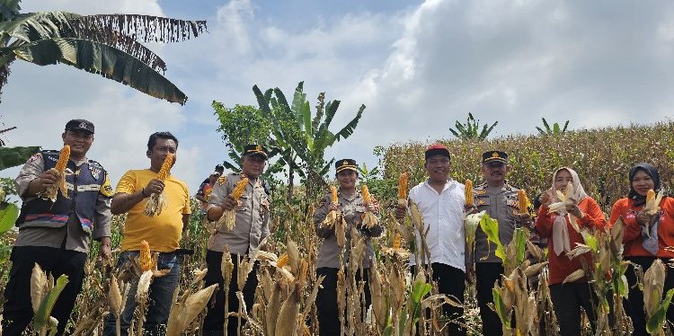 Panen 421 Ton Jagung di Beketel, Bukti Nyata Peran Aktif Polresta Pati Wujudkan Ketahanan Pangan Daerah