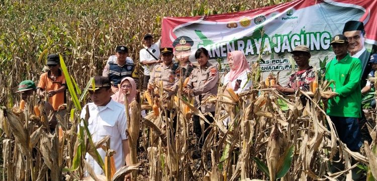 Panen Jagung Melimpah di Sumbersari Kayen, Sinergi Polresta Pati dan Petani