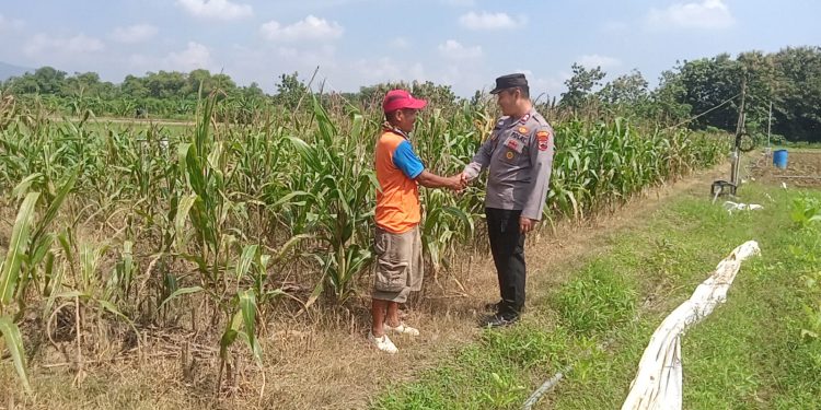 Swasembada Pangan Program Ketahanan Pangan, Aiptu Hariyanto Dampingi Petani Di Desa Sedan