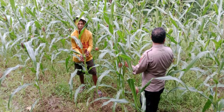 Sinergitas Polisi Untuk Masyarakat : Anggota Polsek Sedan Cek Tanaman Warganya, Guna Dukung Progam Ketahanan Pangan