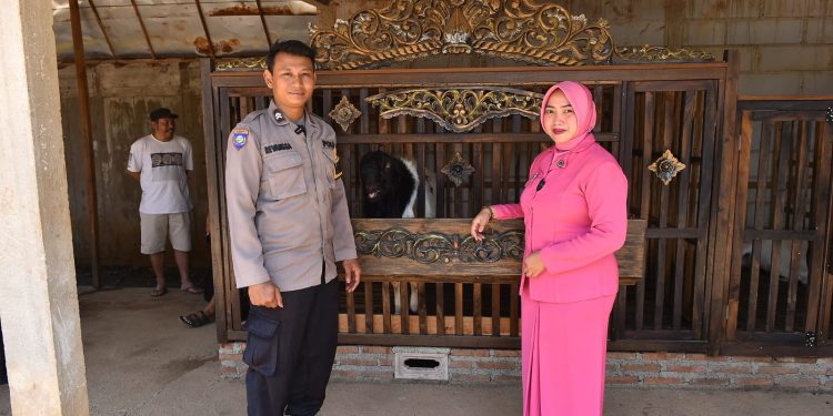 Inspiratif, Kisah Polisi di Jepara Nyambi Budidaya Kambing Etawa Wujudkan Dedikasi dan Ketahanan Pangan