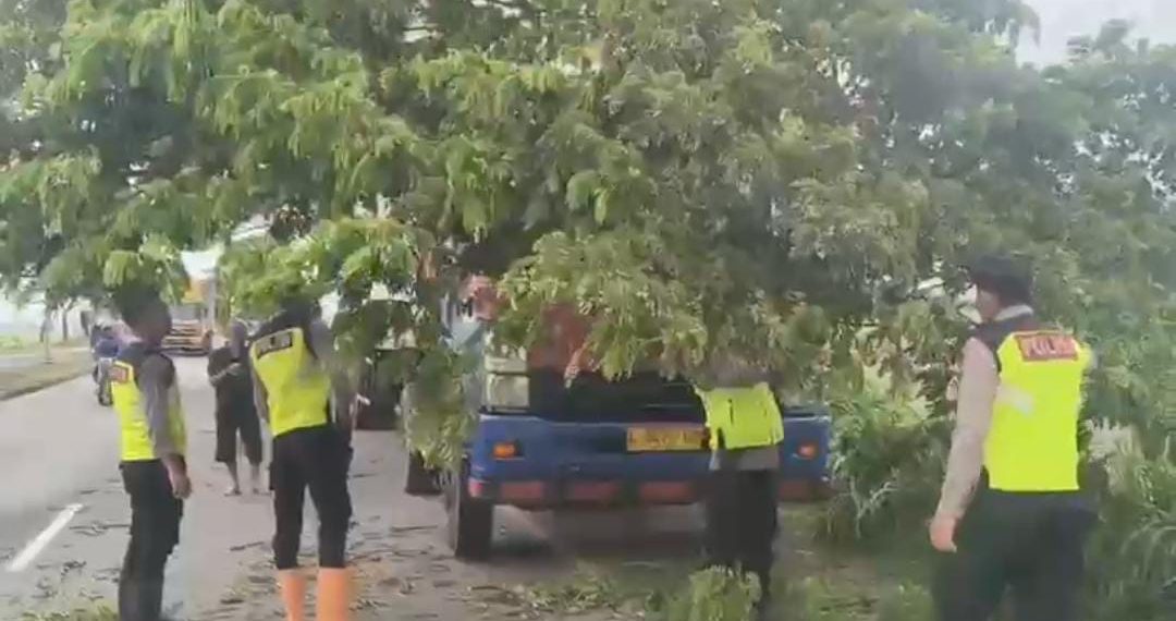 Aksi Cepat Polresta Pati Pohon Raksasa Tumbang Lumpuhkan Jalan, PAMAPTA Hadir Setelah Laporan 110 Masuk