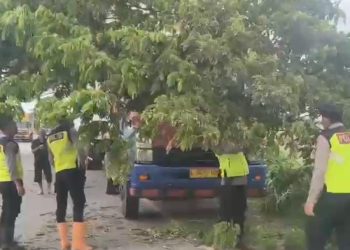 Aksi Cepat Polresta Pati Pohon Raksasa Tumbang Lumpuhkan Jalan, PAMAPTA Hadir Setelah Laporan 110 Masuk