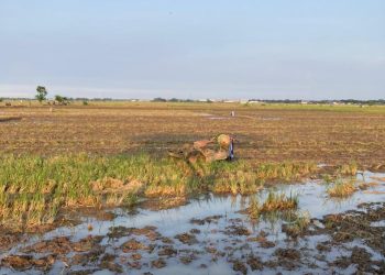 Pencurian Mesin Traktor di Sawah Dukuh Randu Kutoharjo Pati, Dua Unit Digondol Sekaligus