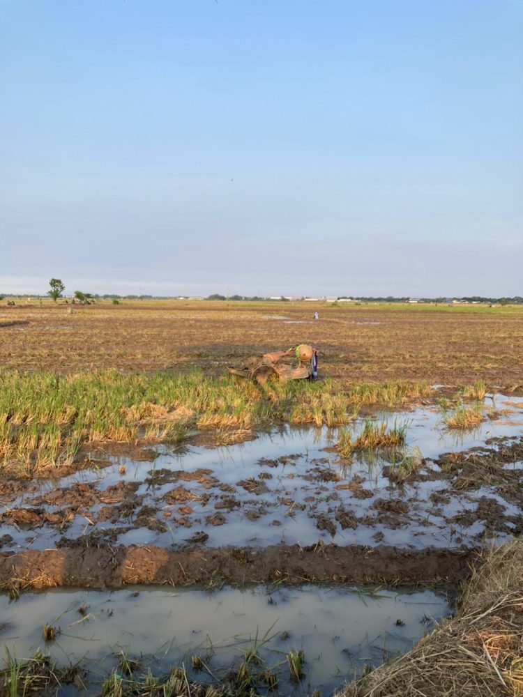 Pencurian Mesin Traktor di Sawah Dukuh Randu Kutoharjo Pati, Dua Unit Digondol Sekaligus