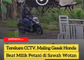 Terekam CCTV, Maling Gasak Honda Beat Milik Petani di Sawah Wotan Sukolilo Pagi Tadi