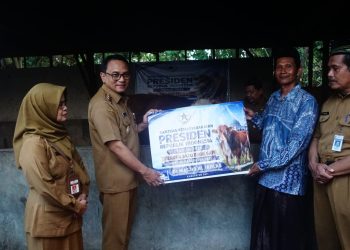 Pati Kebagian Sapi Kurban Presiden Prabowo, Simental 1,05 Ton Bernama “Arjuno” Diserahkan ke Warga Pucakwangi