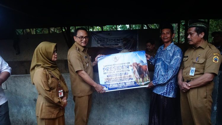 Pati Kebagian Sapi Kurban Presiden Prabowo, Simental 1,05 Ton Bernama “Arjuno” Diserahkan ke Warga Pucakwangi