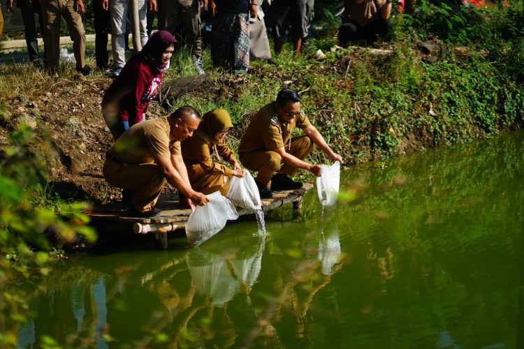 Bantuan 166.470 Benih Ikan Nila Genjot Pemulihan Perikanan Pascabanjir di Pati