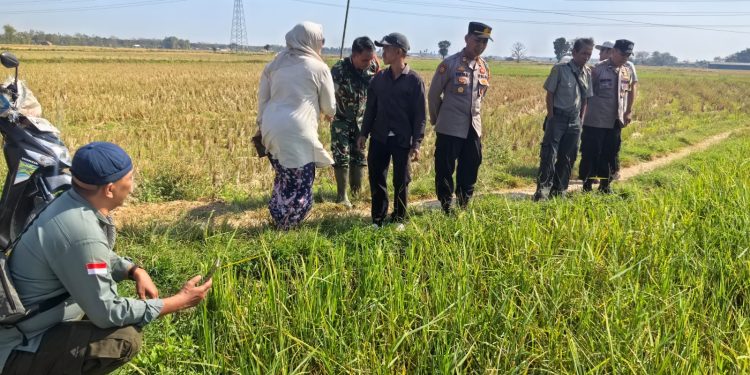 Kapolsek Kaliori Bersama Forkopimcam Cek Serangan Hama Tikus di Persawahan Desa Maguan