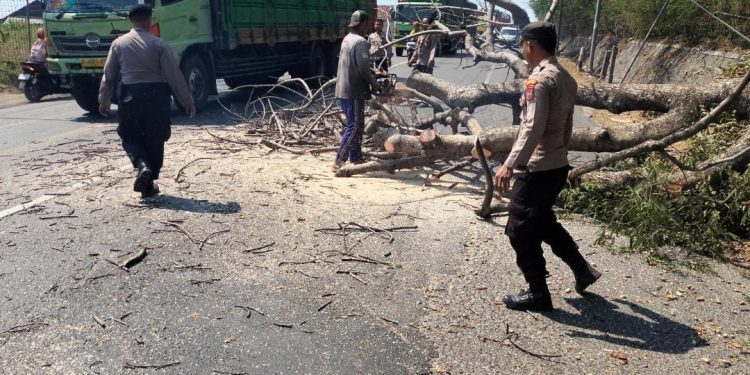 Polisi Evakuasi Pohon Tumbang di Jalur Pantura Lasem
