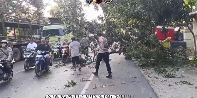 Polsek Kragan Gerak Cepat Evakuasi Pohon Tumbang di Jalan Nasional Desa Tegalmulyo